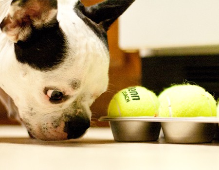 Bruno tries to figure out which balls are hiding treats.