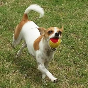 Feisty and lively, this little "Chi" has the energy of the Energizer Bunny. The heat index is often 105 degrees but she NEVER tires from playing fetch. Sipsey is highly intelligent. Don't try to fake her out or hide the ball. She WILL find it!