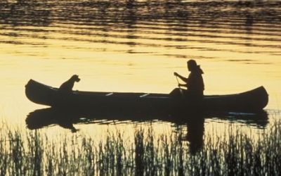 Tips for Camping with Your Dog