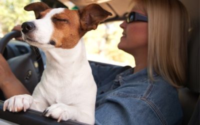 Traveling Safely with Pets: Handy Tips for a Safe Trip