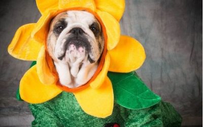 Halloween Safety Tips for Pets