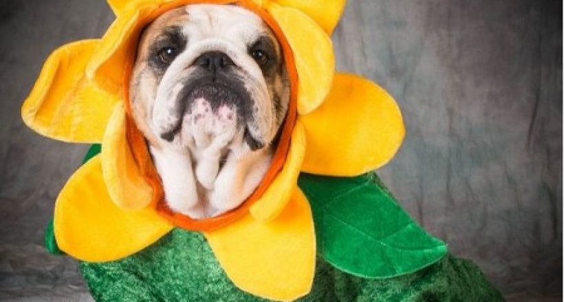 dog costume blog