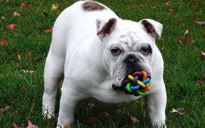 Choose Safe Pet Toys