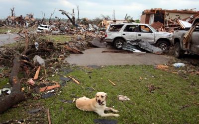 Pets and Natural Disasters