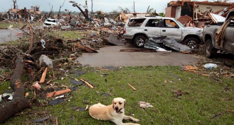 Dog sitting on the site of a North Texas tornado