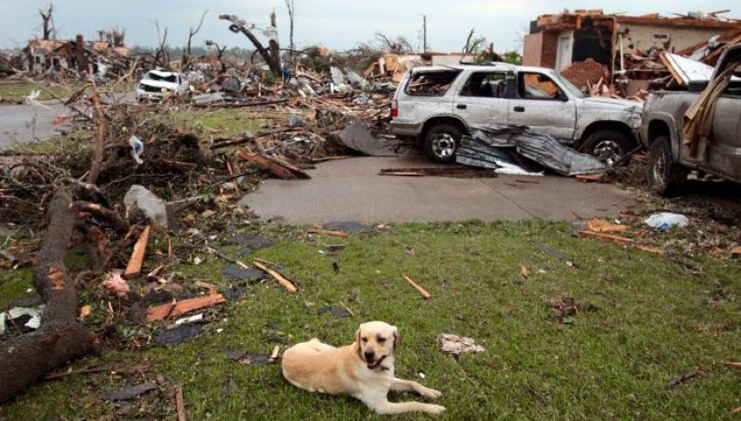 Dog sitting on the site of a North Texas tornado