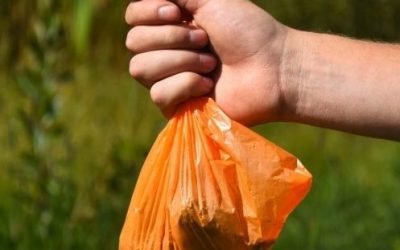 FIVE REASONS TO SCOOP POOP