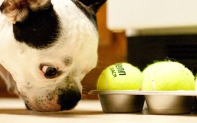 4 Ideas for Hot Weather Dog Activities