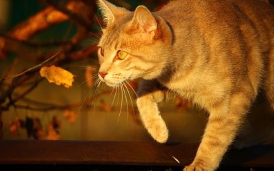 Desire Vet Bills? Ignore These Fall Pet Health Tips