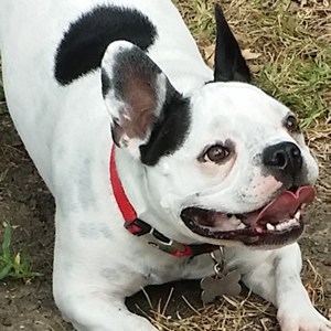 Our pal Bruno is mischievous, adores people and loves to cuddle. He is always ready to play and has a great disposition. His curious nature is entertaining.