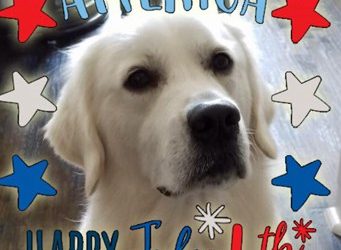 July 4th Safe Pet Tips