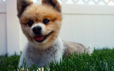 Tips for Dog Owners: House Hunting with Your Canine Companion in Mind