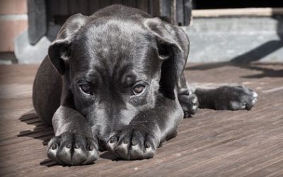 Fur, Fetch, Purr: Getting Your First Pet