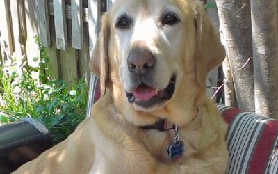 Pet Bereavement Is Real: Buddy