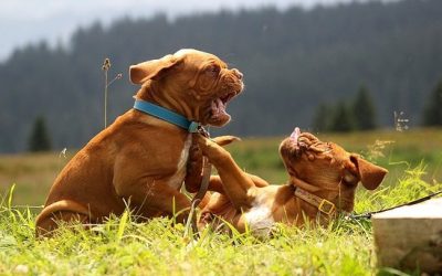 Seven Ways to Break Up a Dog Fight