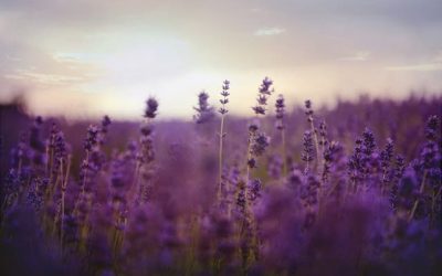 5 Dog-Safe Plants that Naturally Repel Mosquitoes