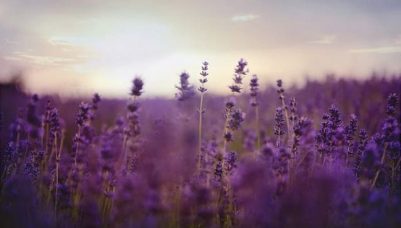field of lavender plants that repel mosquitoes