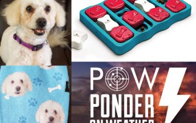 Our Top Favorite Pet-Related Items