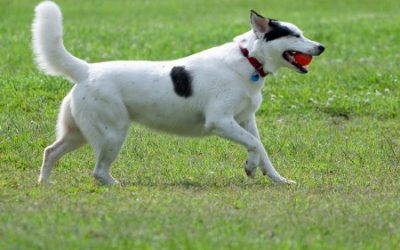 A Dog’s Wholehearted Invitation—Will You RSVP?