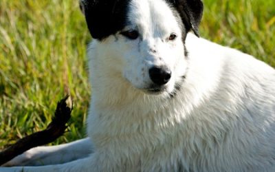 How Often Should My Dog be Groomed?