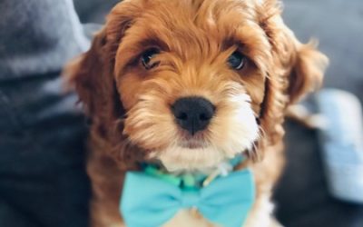 Puppy Training