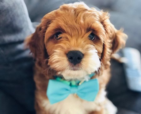 Puppy Training