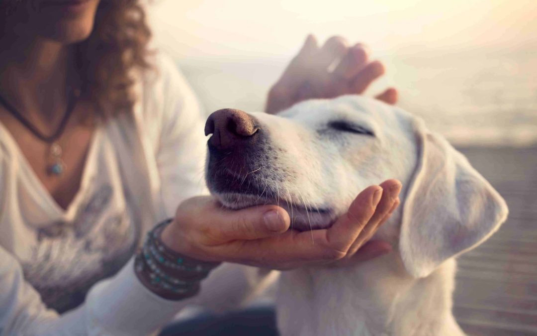 7 Things Responsible Dog Owners Don’t Do