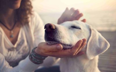 7 Things Responsible Dog Owners Don’t Do