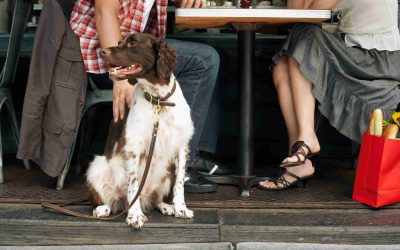Puppy Socialization – Don’t Wait