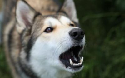 “How Do I Get My Dog to Stop Barking?”