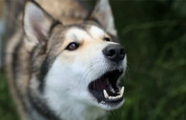 “How Do I Get My Dog to Stop Barking?”