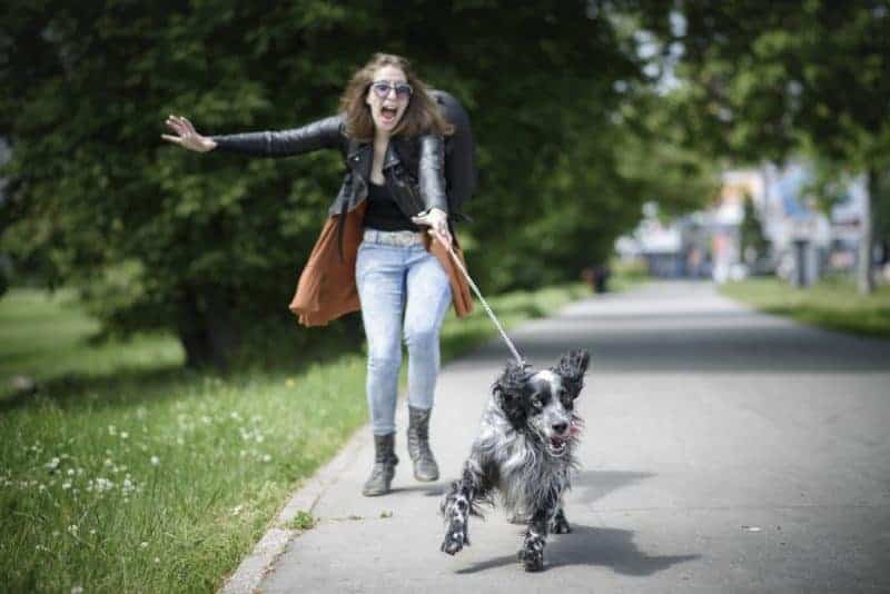 Dog Training Misunderstandings & Misconceptions