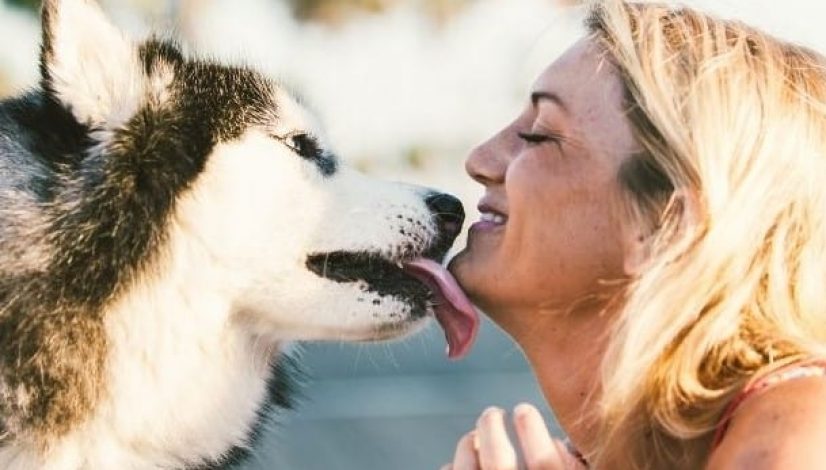 Beautiful dog kissing happy pet sitter
