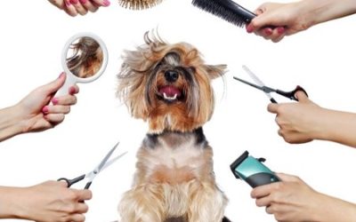 Preparing Your Pup for the Groomer