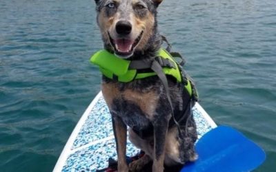 Summertime Pet Safety Tips