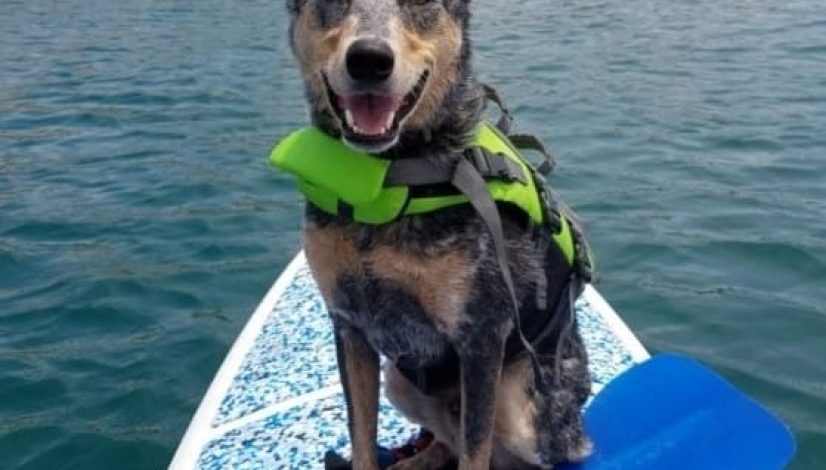 Dog on paddle board