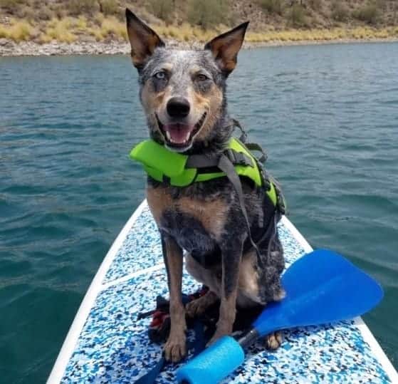 Summertime Pet Safety Tips