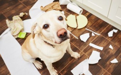 How to Tire Out a High-Energy Pup
