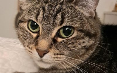 SEPTEMBER IS ANIMAL PAIN AWARENESS MONTH