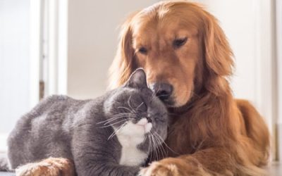 Pets and COVID-19