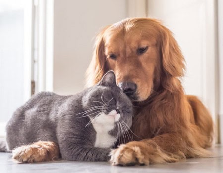 Pets and COVID-19