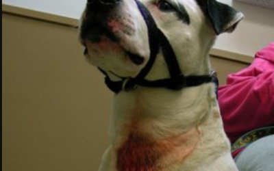 7 Reasons Why Retractable Leashes Are Dangerous for Pups and Humans