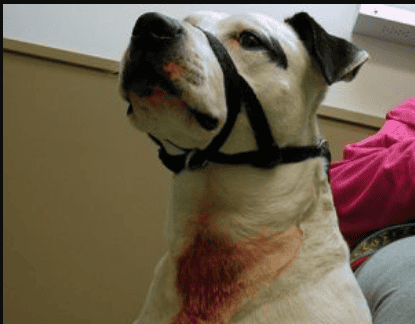 7 Reasons Why Retractable Leashes Are Dangerous for Pups and Humans
