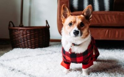 10 Cold Weather Pet Safety Tips