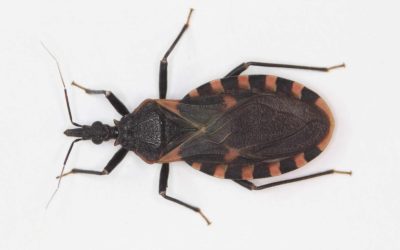 Deadly Chagas Disease in Cats and Dogs