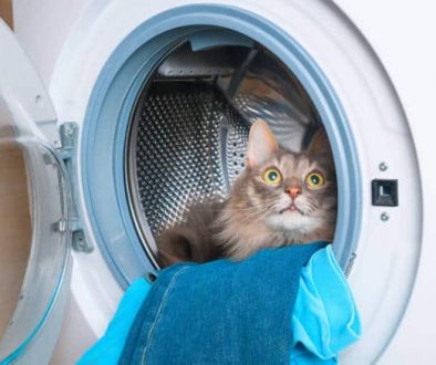 Washing machine and furry gray cat inside