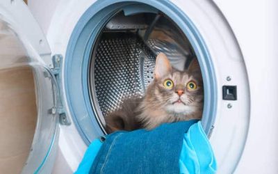 Cats and Clothes Dryer Injuries