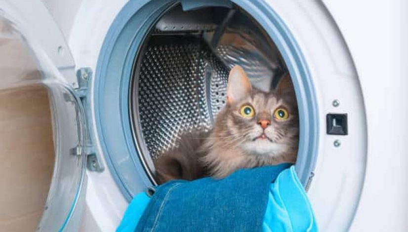 Washing machine and furry gray cat inside