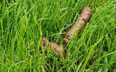 Why Does My Dog Eat Poop?