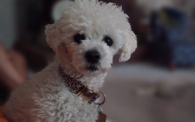 Why Does My Dog Wake Me Up Early?